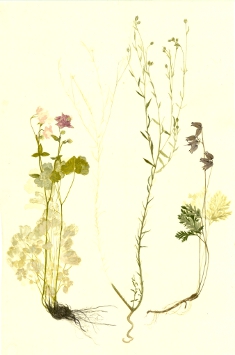 Brigitte Potter-Mael