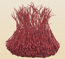 Barbara Illmer, Flammende Arche